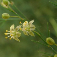 Asparagus officinalis L.